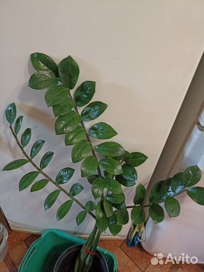 Стрелиция замиокулкас взрослый