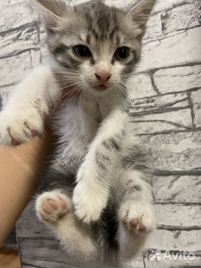 Котенок мальчик бесплатно