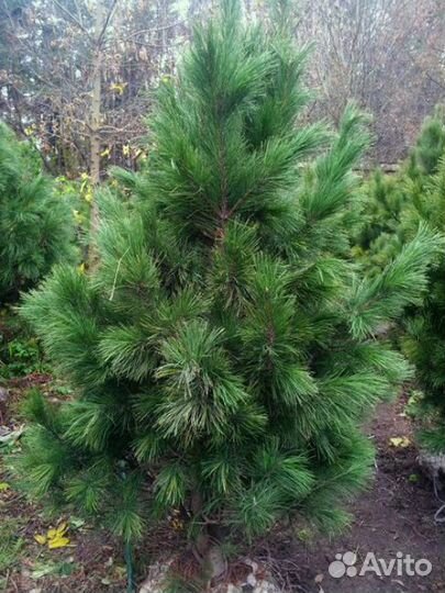 Кедр саженцы / сеянцы