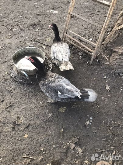 Мускусные утки немецкой линии