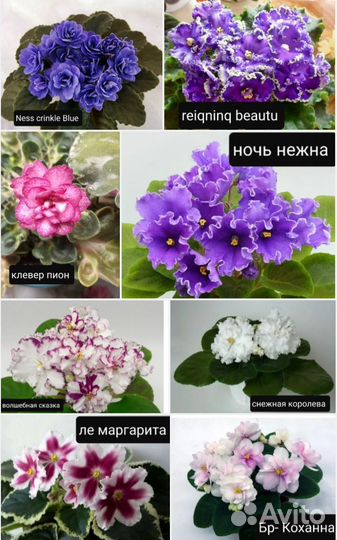 Детки сортовых фиалок