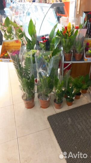 Цветы домашние в горшках. Метро Нахимовский пр