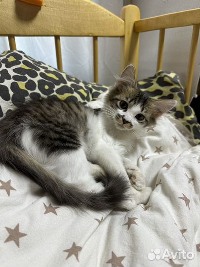 Котенок в добрые руки