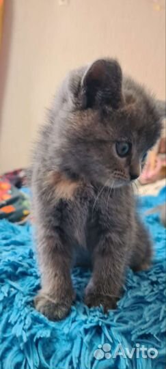 Британские котята