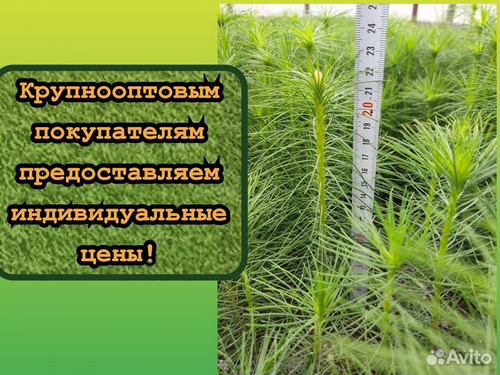 Сеянцы сосны и ели зкс