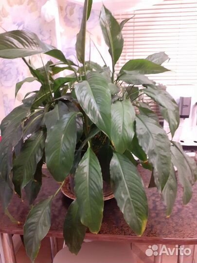 Комнатные цветы