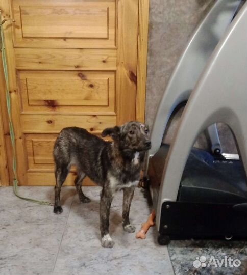 В СПб Руфа, 11 мес, 40 см