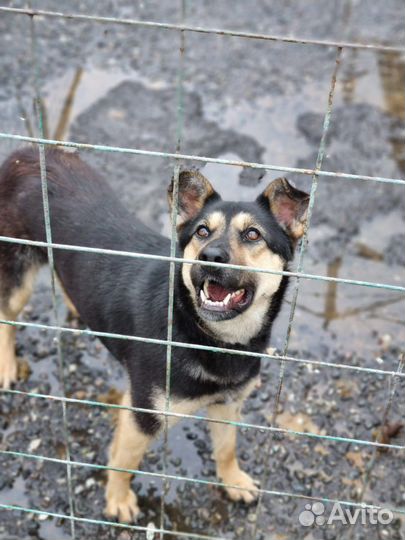 Собаки бесплатно