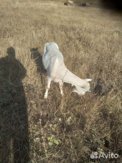 Зааненская дойная коза