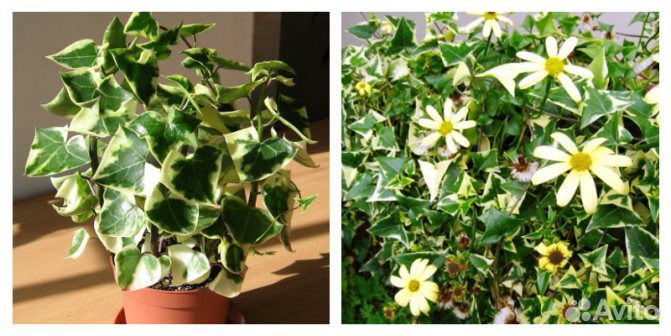 Синецио - редкое комнатное растение
