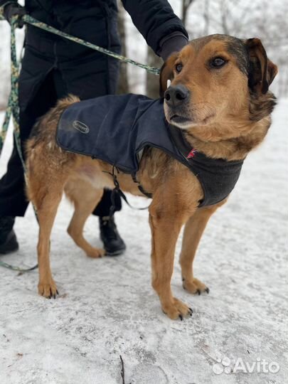 Чудо собака,нежный пес в приюте