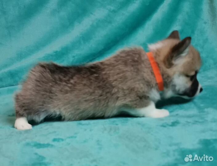 Вельш Корги Пемброк - Дэнс