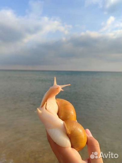 Улитки ахатины Альбино