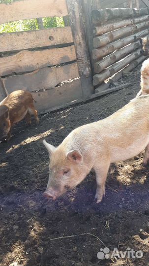 Поросята мангалы