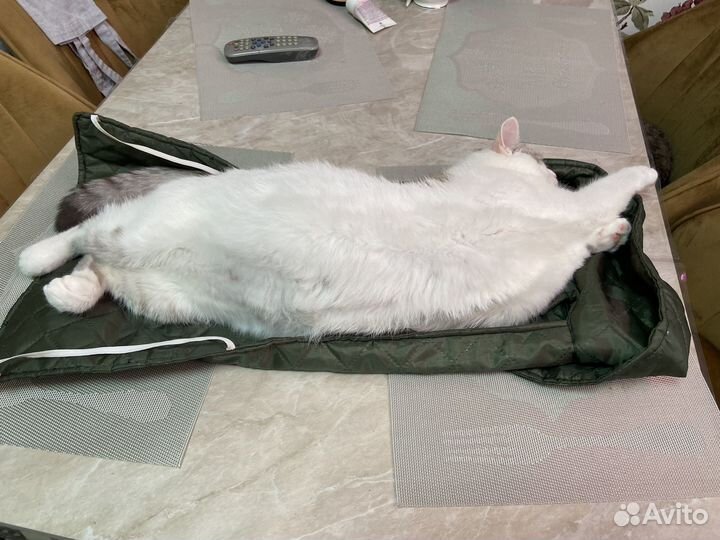 Жилетка для собак