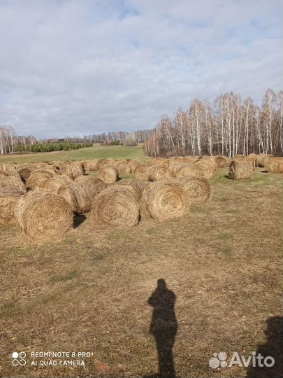 Продам сено в рулонах