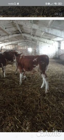 Новый привоз Бычки 6 7 мес 4 гол