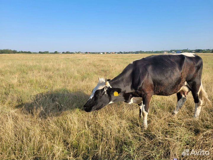 Продаю коров