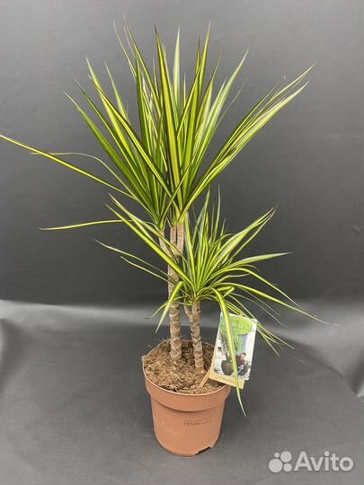 Драцена санрей (Dracaena Marginata Sunray)