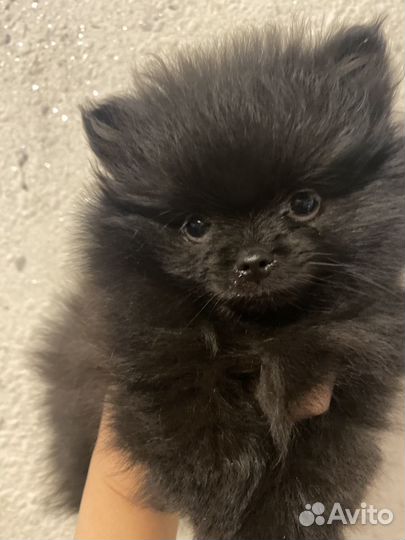 Малый немецкий шпиц щенки