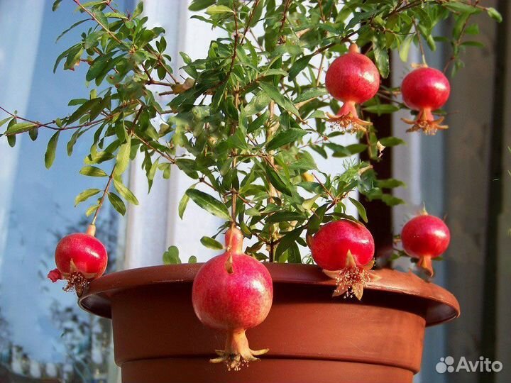 Гранат комнатный и альтернатера