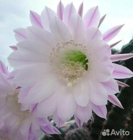 Кактусы и суккуленты