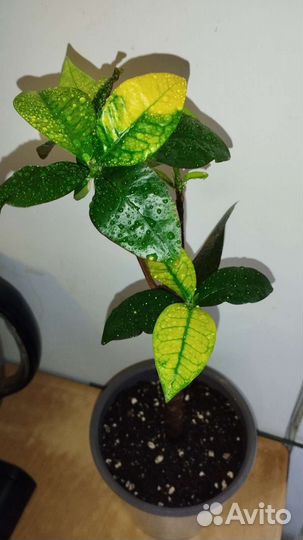 Кротон миссис Айстон, дерево штамб