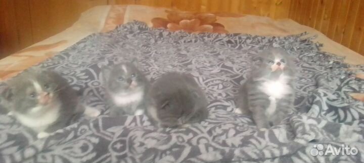 Котята в добрые руки бесплатно