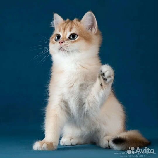 Мальчик золотая британская шиншилла