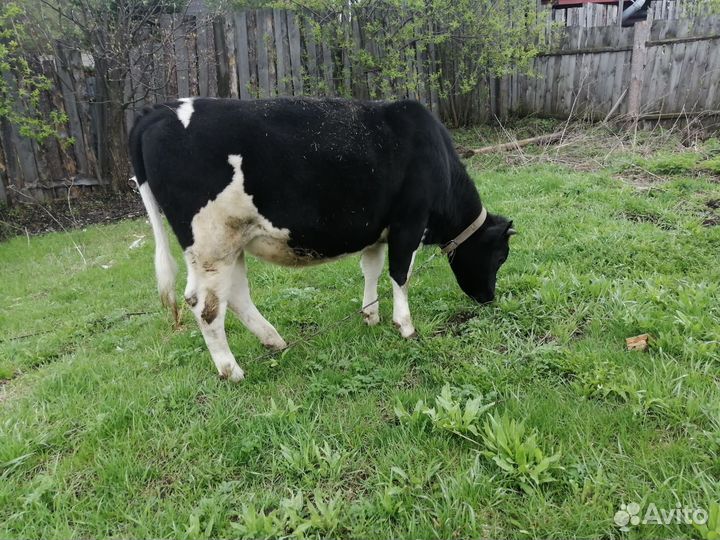 Тёлку годовалые