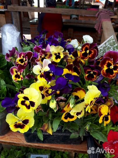 Продам рассаду овощных и цветочных культур