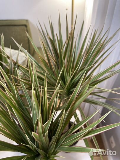 Пальма драцена