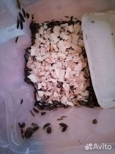 Мраморный таракан приманка корм для птиц насекомые