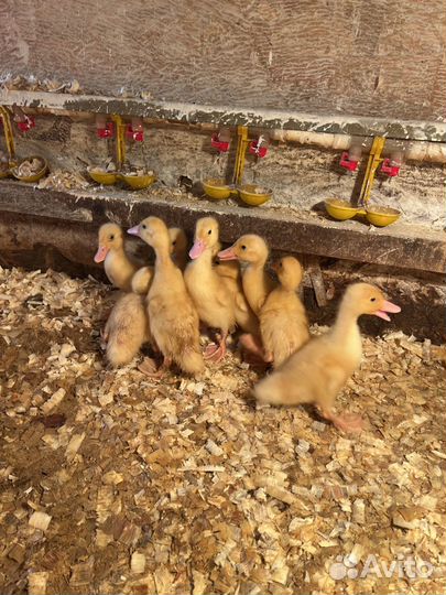 Утки подрощенные