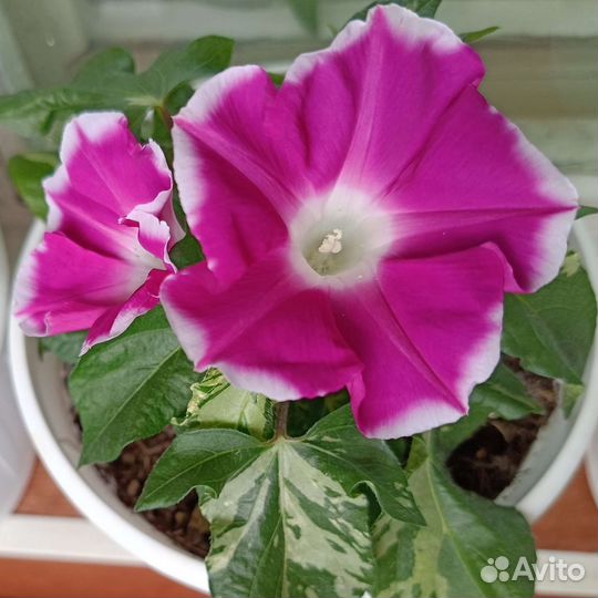 Ипомея вариегатная