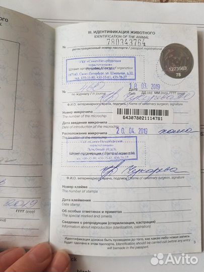 Пудель для вязки