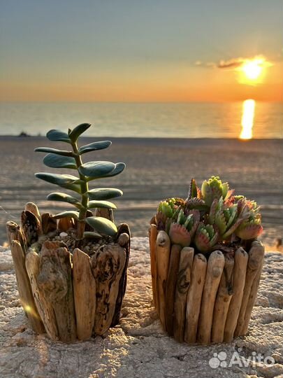 Крассула толстянка