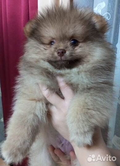 Щенки шпица