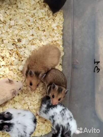 Сирийский хомяк