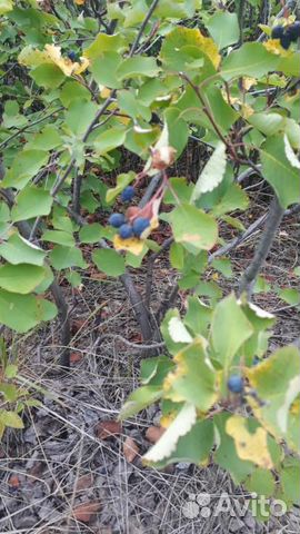 Ирга Саженцы