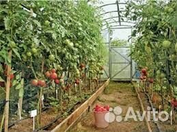 Теплица усиленная