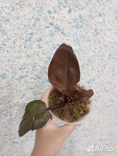 Филодендрон бурле макс вар, Black Cardinal