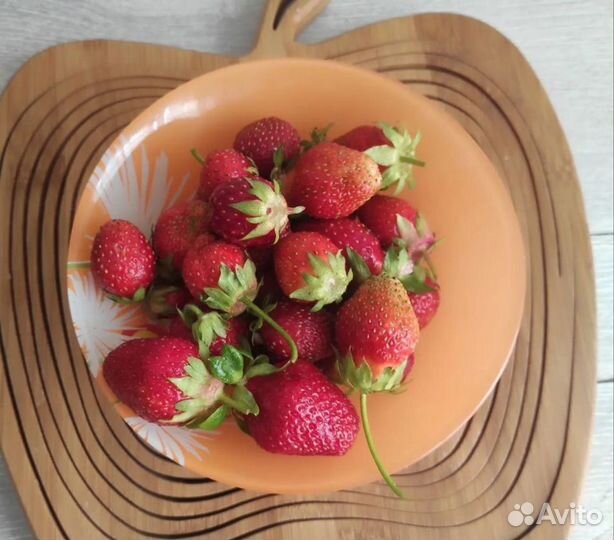 Рассада клубники