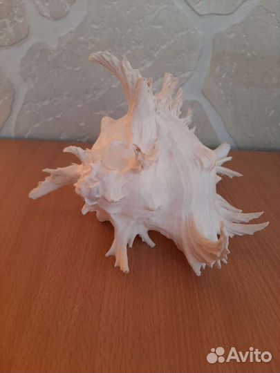 Ракушка Мюрекс