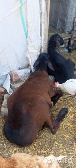 Эдельбаевские бараны на племя