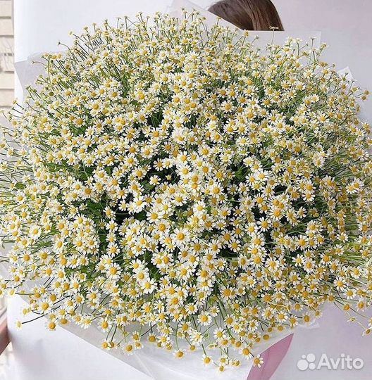 Доставка цветов. Ромашки