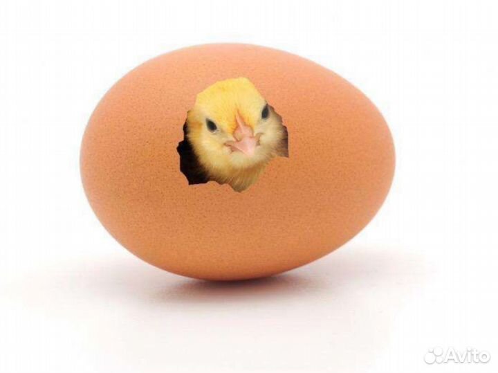 Инкубатор для яиц на 36шт