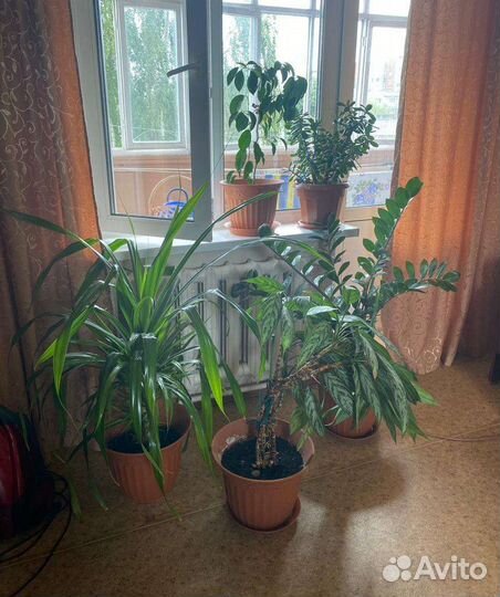 Комнатные растения