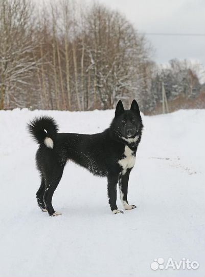 Отдам в добрые руки