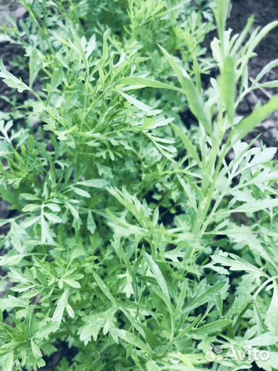 Салат,мелисса,шпинат